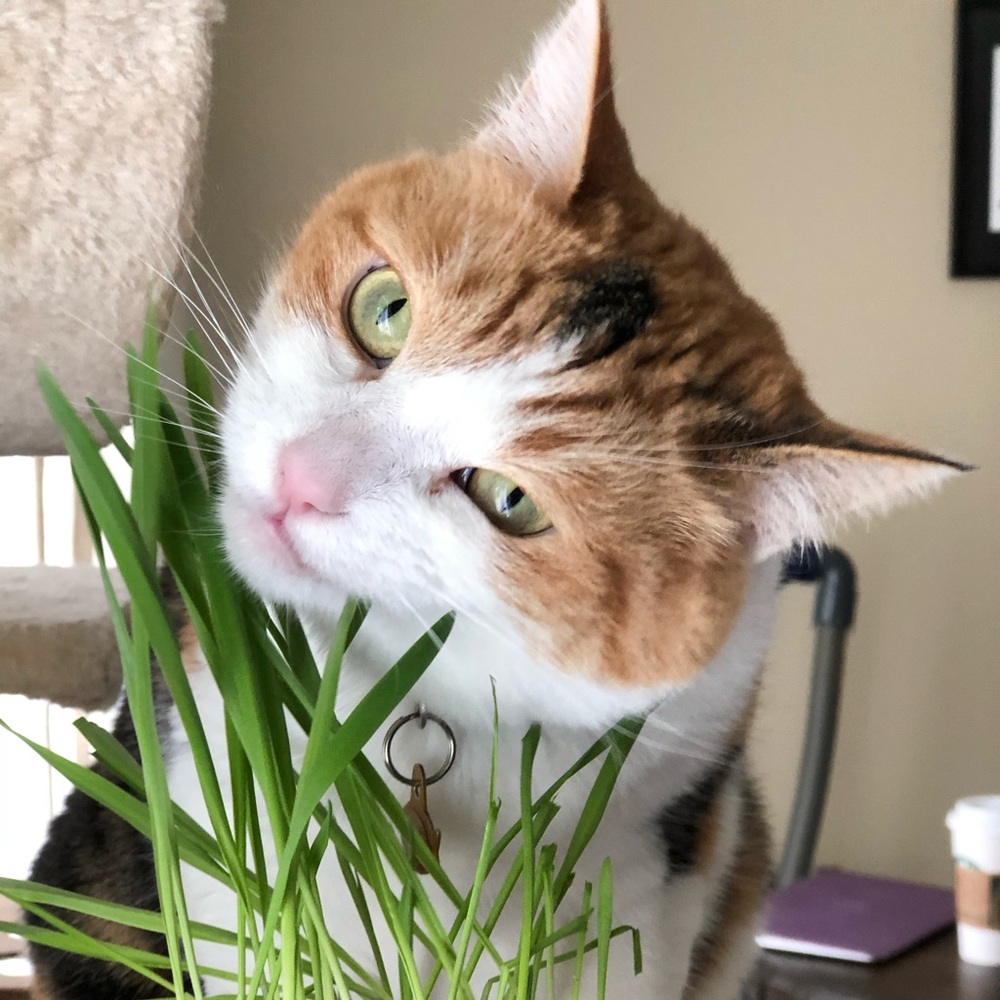 Meet your Posher, Irene